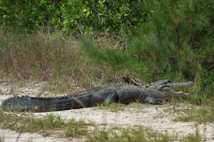 A (not so) friendly local at The Everglades